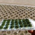 thumbnail image 4 of serony 28 Pcs Tufts en Herbe Autocollants Modèle de Table de Sable Vert Foncé, 4 of 7