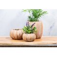 thumbnail image 4 of Abbott Petit Pot Bas en Forme de Citrouille – Pot en Ciment avec Fini Orange Rustique, 5,5 Po L – Jardinière à Thème Automnal pour Fleurs d'Automne Ou Déco Saisonnière, 4 of 5