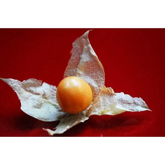 50 PINEAPPLE TOMATILLO Yellow Ground Cherry Physalis Ixocarpa Fruit Vine Seeds