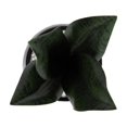 thumbnail image 2 of Plante serpent Kotera en pot ceramique, 2 of 8