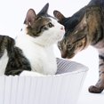thumbnail image 3 of KATRIS Nest Cat Scratcher Lounge Bed (Pearl White Assembled Bundle), 3 of 5