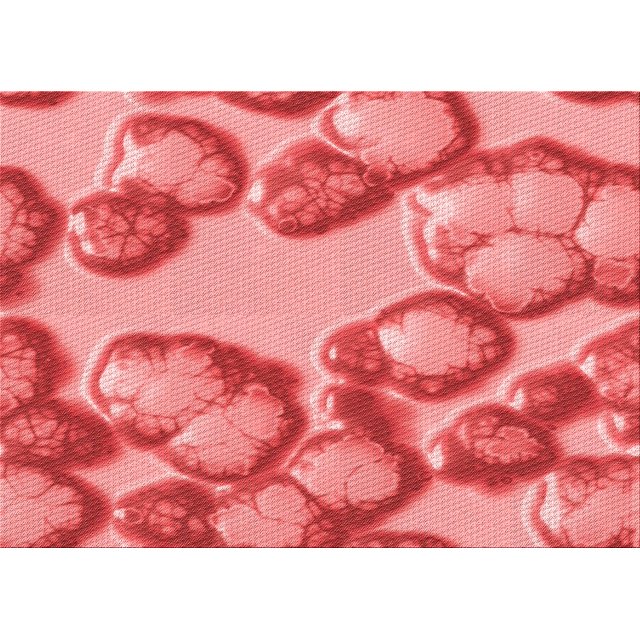 Ahgly Company Tapis d'Intérieur Rectangulaire Transitionnel Lavable à la Machine, Corail Clair Rose, 8 Pieds x 10 Pieds