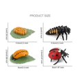 thumbnail image 3 of Agiferg Simulation Arthropod Life Cycle of a Spider Bee Ladybugs Model, 3 of 3