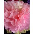 thumbnail image 3 of 14" Pink Multi-Color Tissue Paper Flower Pom Pom Decoration (3-Packs), 3 of 4