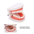 thumbnail image 4 of Modèle de Dentier pour l'Enseignement des Gencives 28 Pcs Modèle de Dents Adulte Outil d'Enseignement Standard, 4 of 8