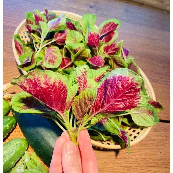 GSDWIUEW Three Mo Garden Edible Amaranth Seeds-Red and Green Chinese Spinach Amaranth Seeds 1/4 OZ (Approx. 8000 Seeds)