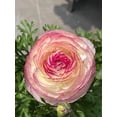 thumbnail image 1 of GSDWIUEW 10pcs Ranunculus Flower Bulbs for Lush, Multi-Petal Blooms \u2013 Transform Your Garden with These Gorgeous Flowers (A,20), 1 of 2