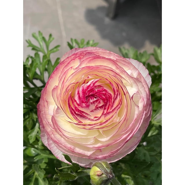 GSDWIUEW 10pcs Ranunculus Flower Bulbs for Lush, Multi-Petal Blooms \u2013 Transform Your Garden with These Gorgeous Flowers (A,20)
