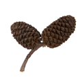 thumbnail image 1 of Vickerman H7BIP000 0,8 Po Pin Bouleau&44; Naturel - 1 kg par Unité, 1 of 1