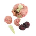 thumbnail image 3 of Noref 1pc Disassembled Anatomical Human Brain Model Medical Teaching Tool Toy, Medical Model, Anatomical Model, 3 of 9