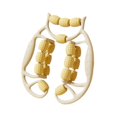 thumbnail image 4 of Xuanheng Rouleau de Massage pour les Jambes Rouleau à 18 Points pour Équipement de Musculation Physique Jaune, 4 of 8