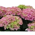 thumbnail image 2 of 10in Hydrangea Live Plant in Decorative Pot, Assorted Colours & Varieties, Outdoor Live Plants for Home Garden, 2 of 4
