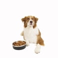 thumbnail image 2 of One Paw, Small Double Stainless Steel Dog Bowl, 1.3L (44 oz), 2 of 5