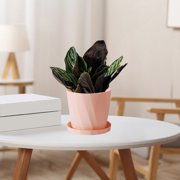SSZMDLB Scandinavian Style Flower Pots, Resin Planters with Saucers, Thickened Plastic Imitation Ceramic Pots for Indoor Plants, Home Decor and Garden, Large Gallon Plants Pots
