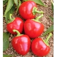 thumbnail image 3 of GSDWIUEW Seeds Hot Pepper Cherry Round Red Heiroom Vegetable for Planting, 3 of 8