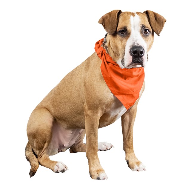 3 Pcs Plain Cotton Pets Dogs Bandana Triangle Shape - Large & Washable