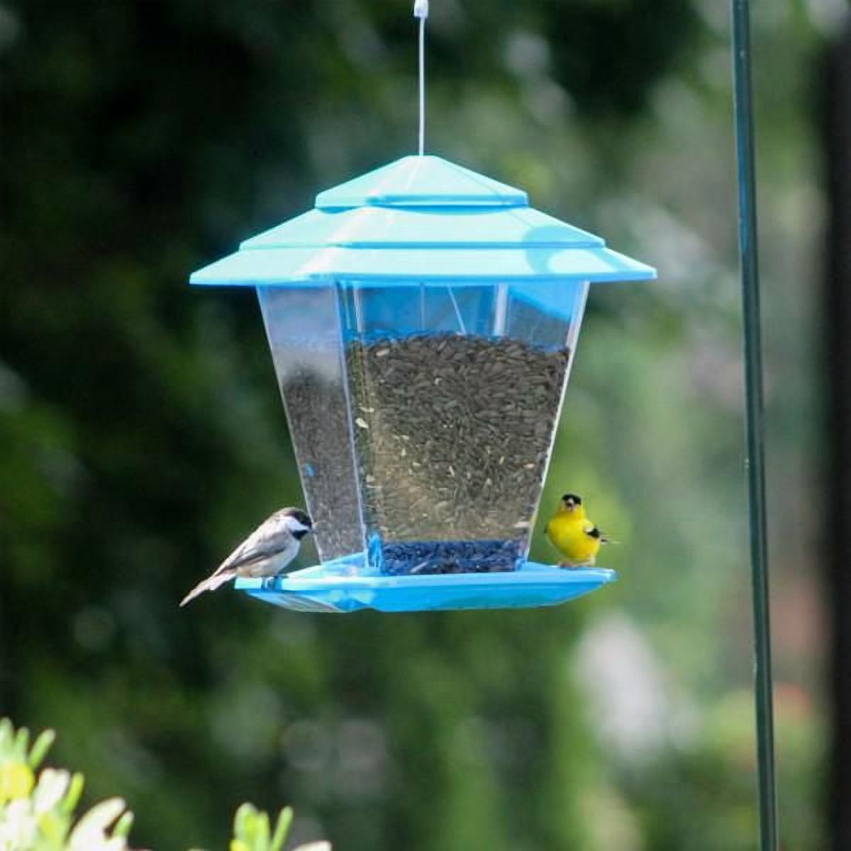 More Birds Square Seed Hopper Bird Feeder