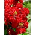 thumbnail image 1 of 35 Graines de Myrte Crêpe Rouge Lagerstroemia Indica Arbuste Buisson en Floraison Petit Arbre, 1 of 5