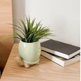 thumbnail image 5 of Linen Chest Green Turtle Planter, 5 of 5