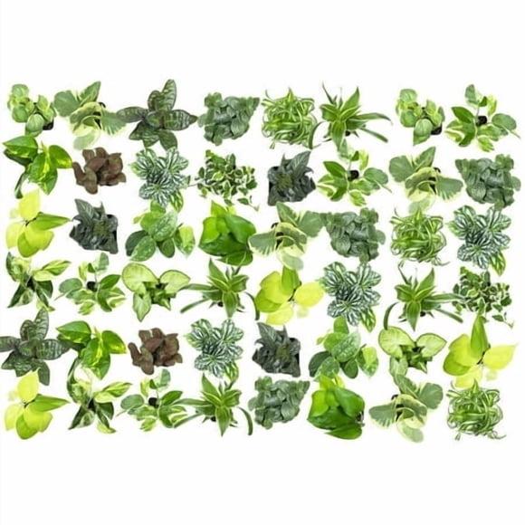Easy to grow Houseplants (48 Pack) Live House Plants in Plant containers, growers choice Plant Set in Planters with Potting Soil Mix, Home DAcor Planting Kit or Outdoor garden gifts by Plants for Pets