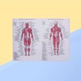 thumbnail image 1 of CRAFTHROU 1Set Silk Multi-Colored Anatomical Human Anatomy Posters for Educational Hanging Picture 17.3x12.9in, 1 of 5