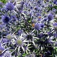 thumbnail image 1 of HJADGG Sea Holly Blue- (Eryngium)- 100 seeds, 1 of 2
