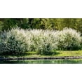 thumbnail image 2 of 2 Gallon Dappled Willow Shrub, 2 of 5