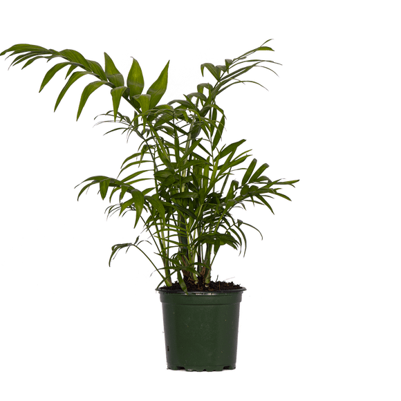 Neanthebella | Parlour Palm (S) Live Plants in 4" growers pot