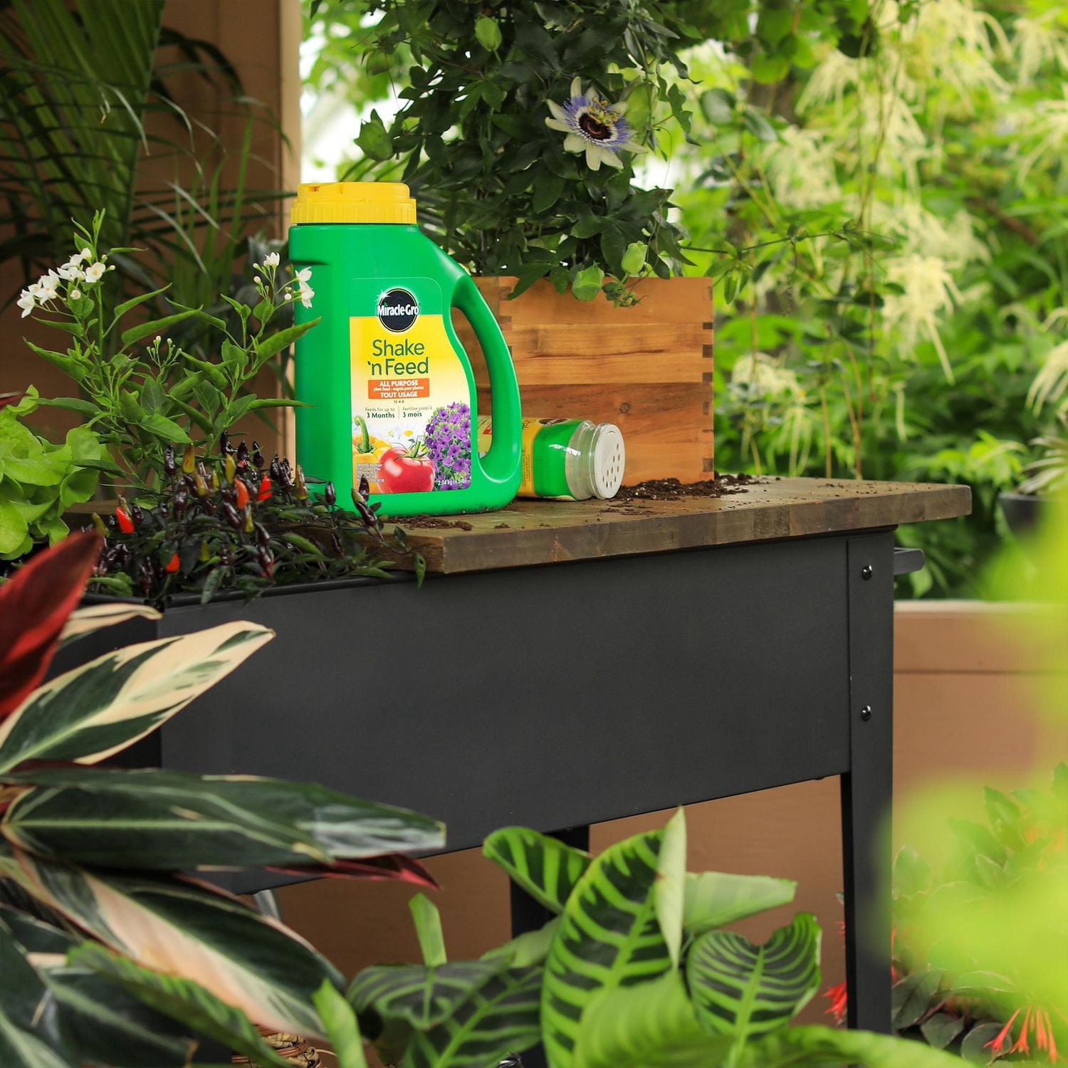Miracle-Gro Shake N Feed engrais pour plantes tout usage  12-4-8  2.04 Kg