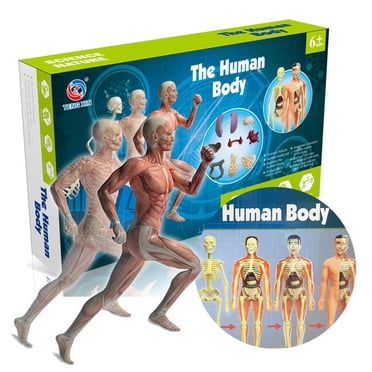 Graflsoa Trousse de Modèle d'Anatomie Humaine Bricolage Éducative à la Vapeur avec Organes, Squelette et Structure Corporelle pour Étudiants (Boîte de Couleur)