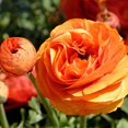 thumbnail image 2 of GSDWIUEW 20 Orange Ranunculus Bulbs for Planting, Persian Buttercup Corms Orange Ranunculus Asiaticus Corms Perennial Flower Bulbs for Garden, 2 of 4