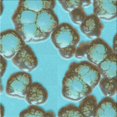 thumbnail image 1 of Ahgly Company Tapis d'Intérieur Lavable à la Machine, Carré, Transitionnel, Vert Noisette, Tapis de Zone, 4 Pieds Carré, 1 of 7