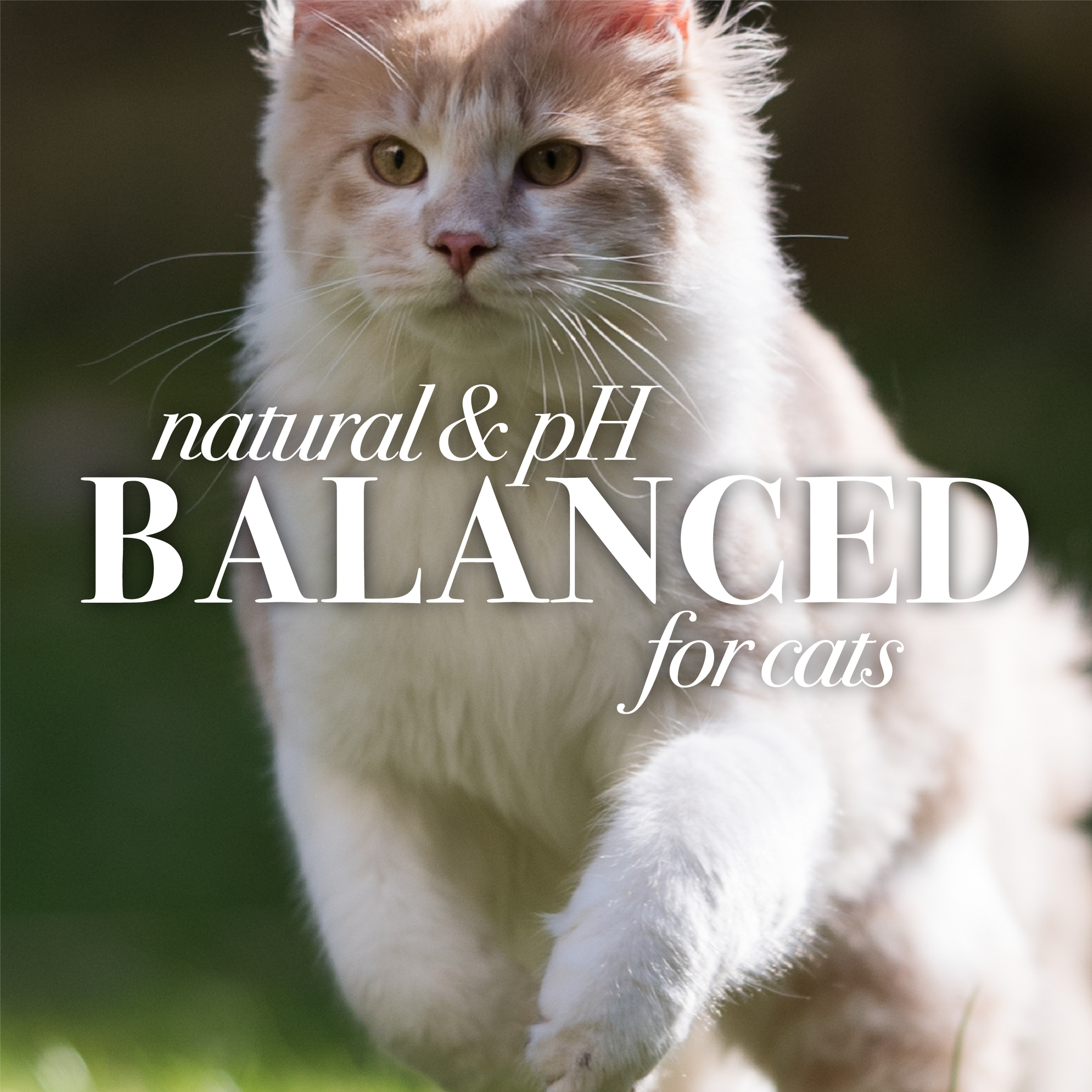 Burt's Bees For Cat Waterless Shampoo 10 oz