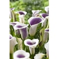 thumbnail image 1 of TASC Flower Bulbs - Calla Lily Picasso, 1 of 2