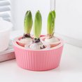 thumbnail image 4 of HAMPPLIES 2Pcs Assorted Color Hydroponic Planter Pot for Tulip Daffodil and Narcissus Bulbs, 4 of 8