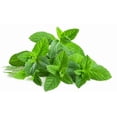 thumbnail image 2 of Mint, Fresh, Sold in bunches, 2 of 7
