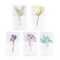 thumbnail image 1 of CIMAXIC 10pcs Birthday Party Greeting Cards Dried Flower Gift Parrty Wish, 1 of 5