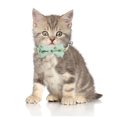 thumbnail image 3 of 2 Pack Breakaway Cat Collars with Bowtie, Safety Buckle Cat Collars with Bell, Summer Print Collars, 3 of 5