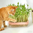 thumbnail image 4 of Dvkptbk Home Transparent Water-Planting Box Soils-Free Seedlinges Tray for Hydroponic Growing and Easys Harvests home decor, 4 of 6