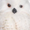 thumbnail image 4 of Christmas 12.5in Fabric  Owl Tree Topper, 4 of 5