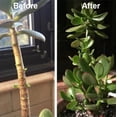 thumbnail image 4 of Rooting Tool for Enhanced Growth Phytovitamin Solution 50ml for Optimal Development and Transformation Gardening Aid for Propagation and Strengthening, 4 of 7