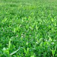 thumbnail image 4 of Whitetail Institute Imperial Fusion Perennial Deer Food Plot Seed, 9.25 Pounds, 4 of 4