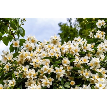 40 WESTERN MOCK ORANGE Philadelphus Lewisii Native White Yellow Flower Shrub Seeds
