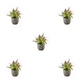 thumbnail image 3 of Decodeary Green Eco-friendly Artificial Money Tree In Pot Long-lasting Durability Realistic Appearance purple rose 5Set, 3 of 6