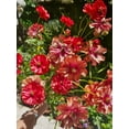 thumbnail image 3 of HIGHGW Butterfly Ranunculus Bulbs Buttercup Bare Roots for Planting Canada, Perennial Flower Ranunculus asiaticus, Double Ranunculus Bare Roots for Cut Flowers Garden Indoor Outdoor (10, Musa), 3 of 7