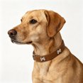 thumbnail image 3 of ZZHZGZ Canada Sale Collars for Small Medium Large Cats Adjustable Soft Nylon Reflective Collar Comfortable Breathable Lightweight Outdoor Training Walking, 3 of 4