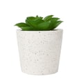 thumbnail image 1 of Anko Artificial Succulent in Pot, 1 of 5