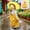 215#Yellow, variant on L Shaped Acrylic Photo Frame Desktop Picture Holder Modern Transparent Photo Display Stand Easy Insert Frame Home Office Desk Decor for Family Photo Artwork Certificate Shelf Gift Display
