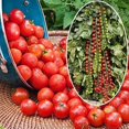 thumbnail image 3 of HJADGG Seeds Tomato Vine Heirloom Vegetable for Planting Non GMO, 3 of 7