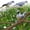 2 pcs Décoration d'Oiseau en Plastique Moins de 5 $ a1, variante sur CQCYD 2 Pcs Decoy Pieuvre de Champ Simulée Decoy Ornement Pigeon Figurine Dove en Plastique pour Suspension d'Arbre Décoration des Fêtes Déco Maison
